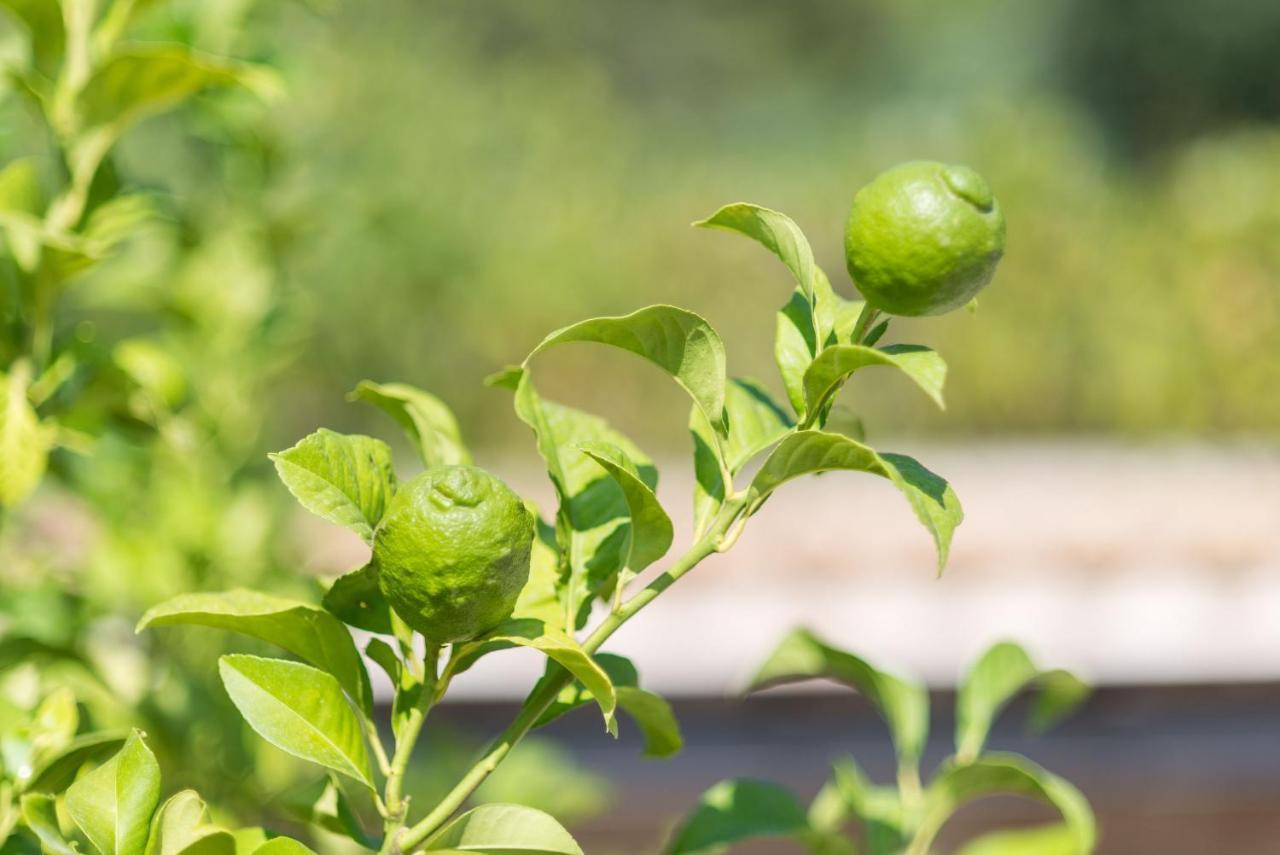 Finca Coster 포엔샤 외부 사진